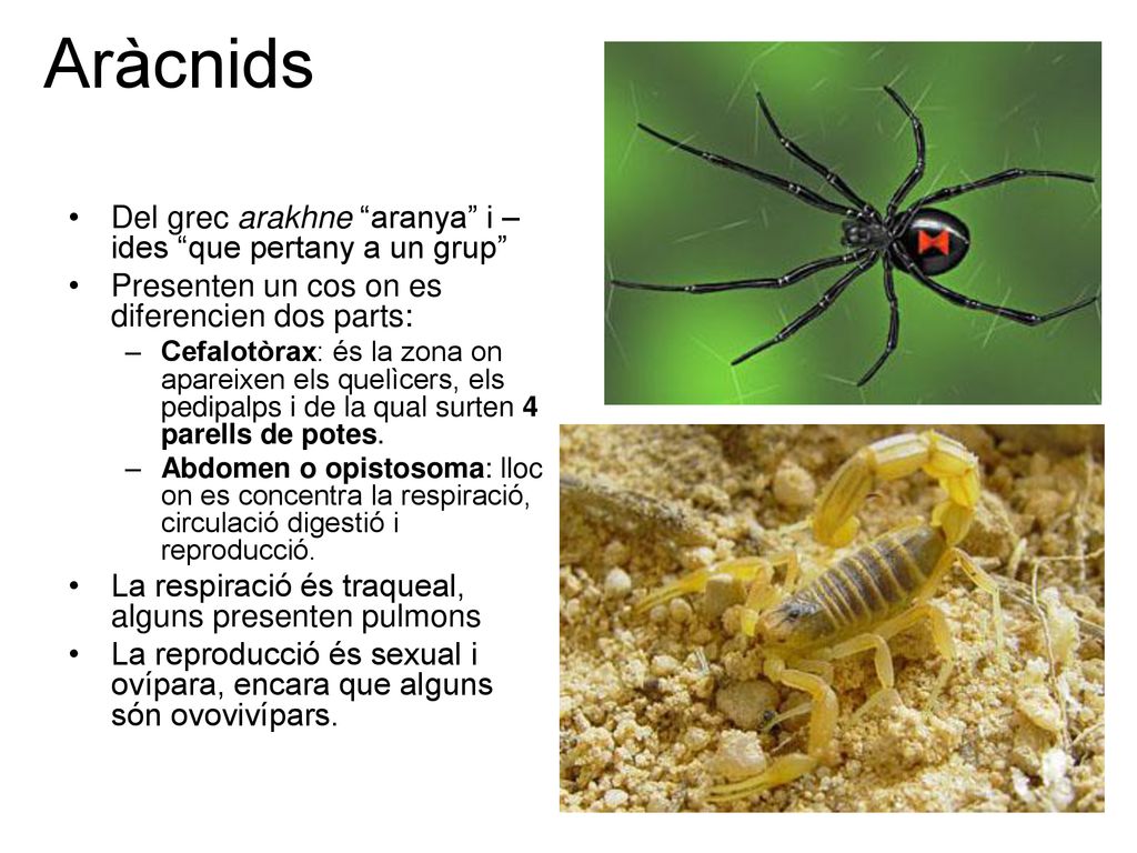 Aràcnids Del grec arakhne aranya i –ides que pertany a un grup