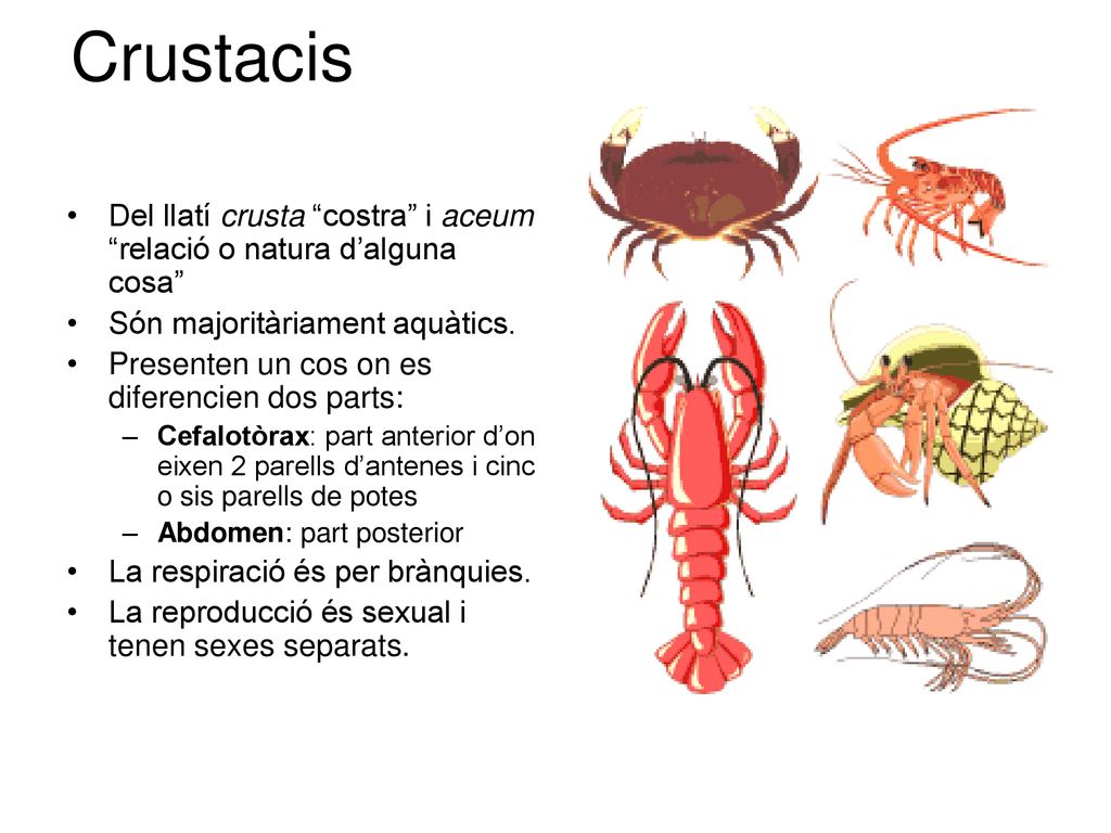 Crustacis Del llatí crusta costra i aceum relació o natura d’alguna cosa Són majoritàriament aquàtics.
