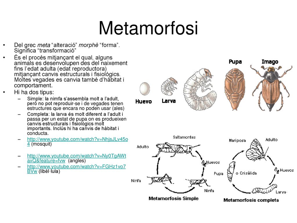 Metamorfosi Del grec meta alteració morphè forma . Significa transformació