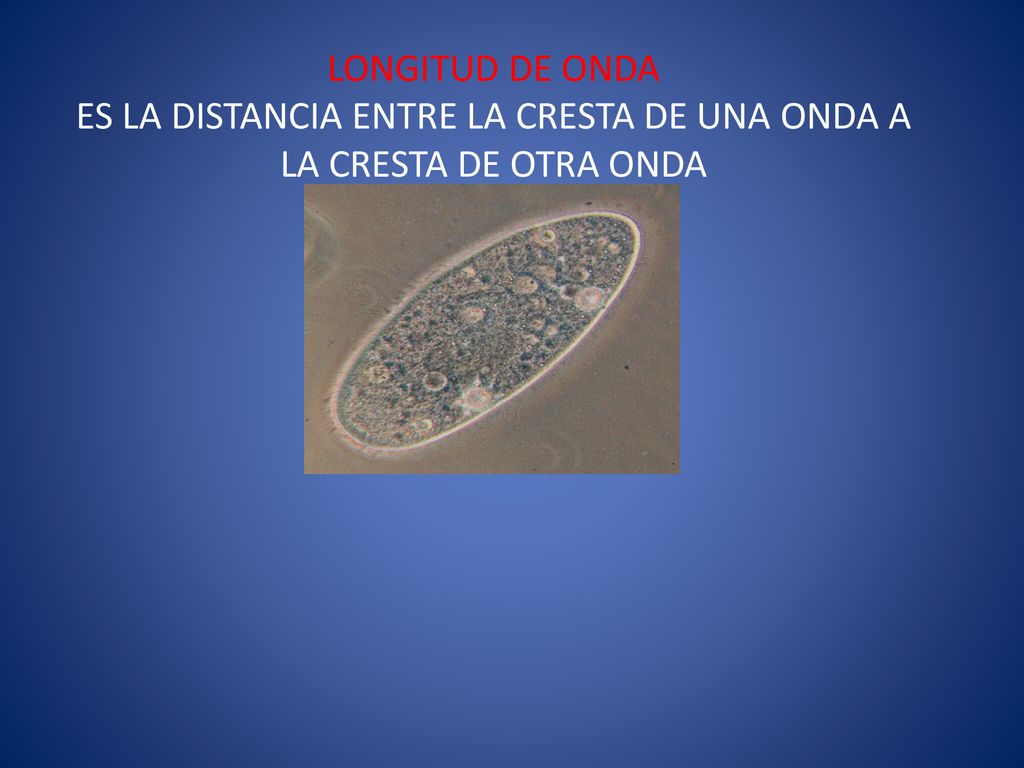 LONGITUD DE ONDA ES LA DISTANCIA ENTRE LA CRESTA DE UNA ONDA A LA CRESTA DE OTRA ONDA
