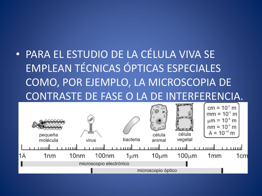 PARA EL ESTUDIO DE LA CÉLULA VIVA SE EMPLEAN TÉCNICAS ÓPTICAS ESPECIALES COMO, POR EJEMPLO, LA MICROSCOPIA DE CONTRASTE DE FASE O LA DE INTERFERENCIA.
