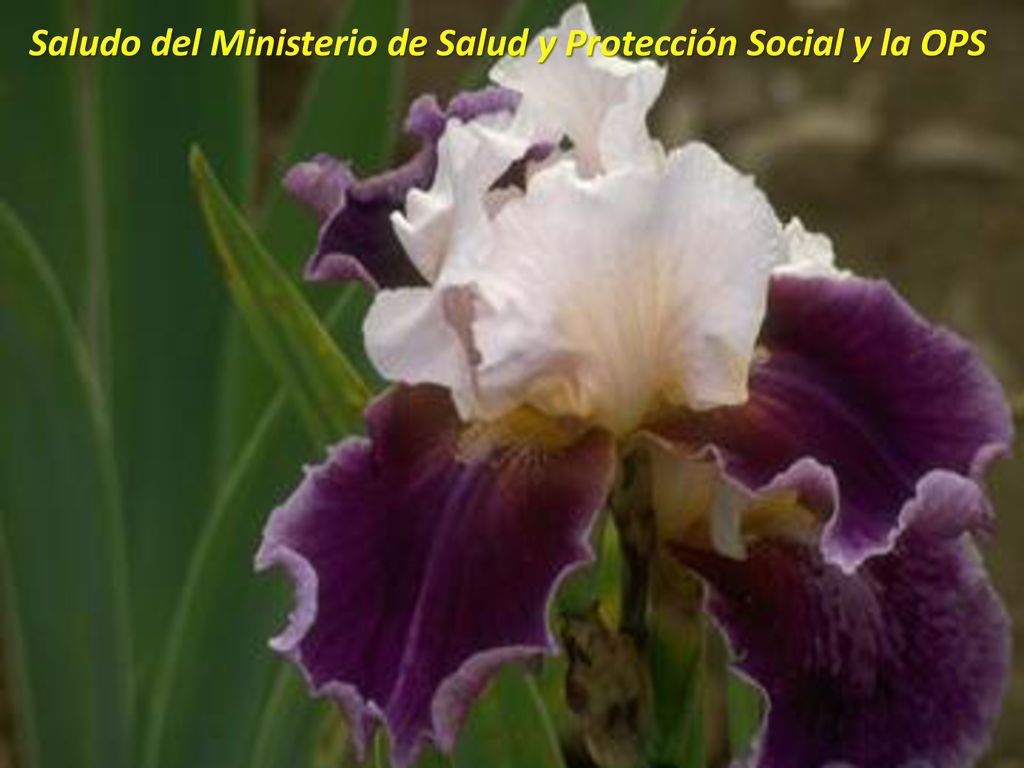 Saludo del Ministerio de Salud y Protección Social y la OPS
