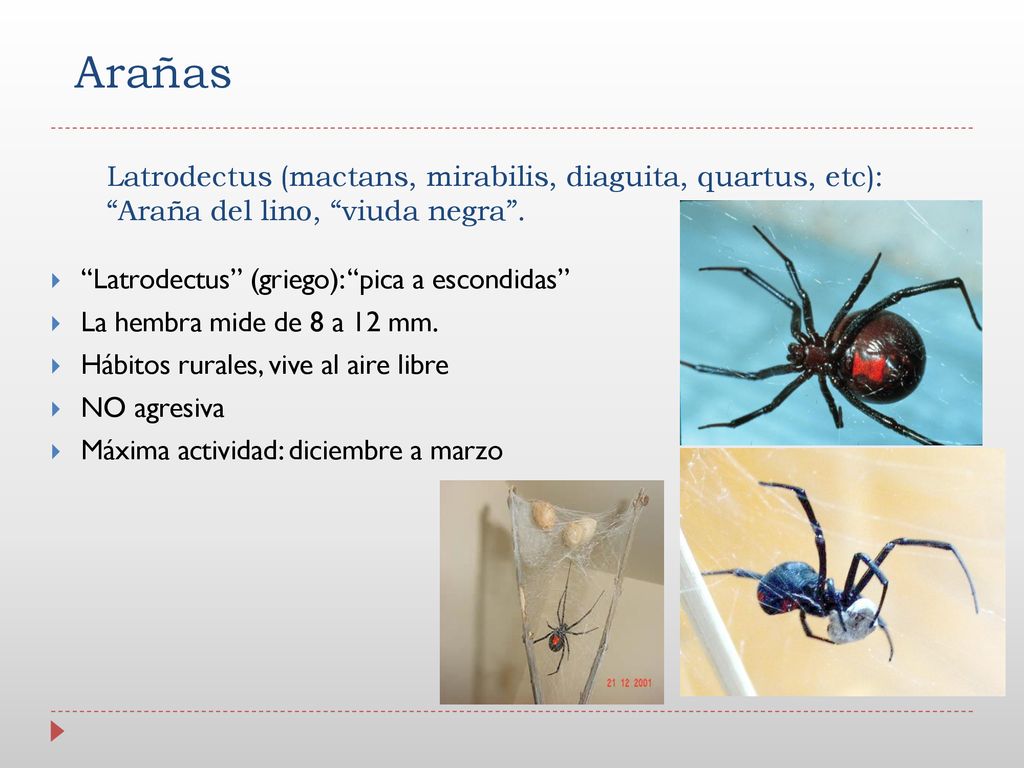 Arañas Latrodectus (mactans, mirabilis, diaguita, quartus, etc): Araña del lino, viuda negra . Latrodectus (griego): pica a escondidas