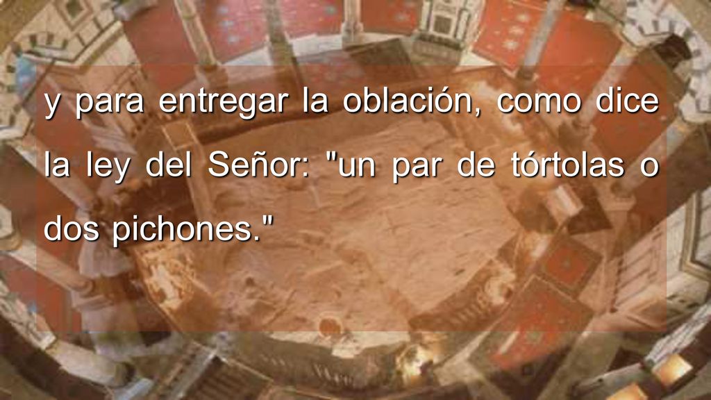 y para entregar la oblación, como dice la ley del Señor: un par de tórtolas o dos pichones.