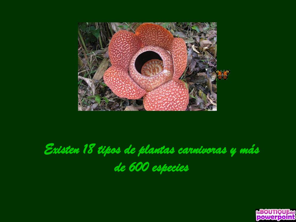 Existen 18 tipos de plantas carnivoras y más de 600 especies