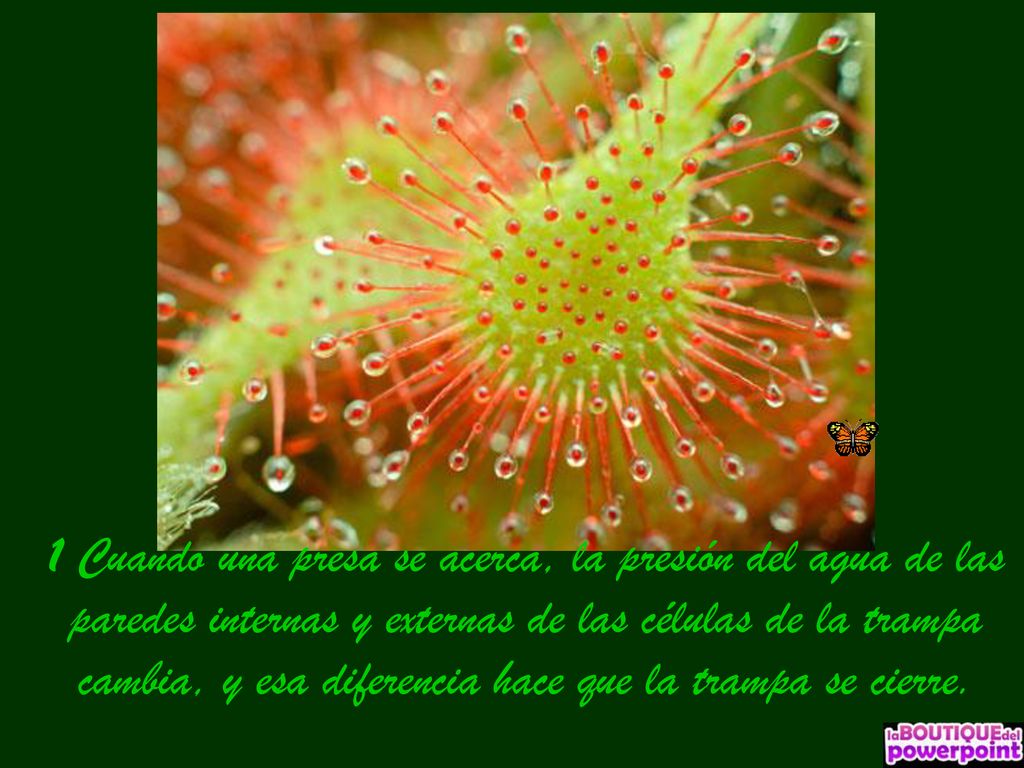 1 Cuando una presa se acerca, la presión del agua de las paredes internas y externas de las células de la trampa cambia, y esa diferencia hace que la trampa se cierre.