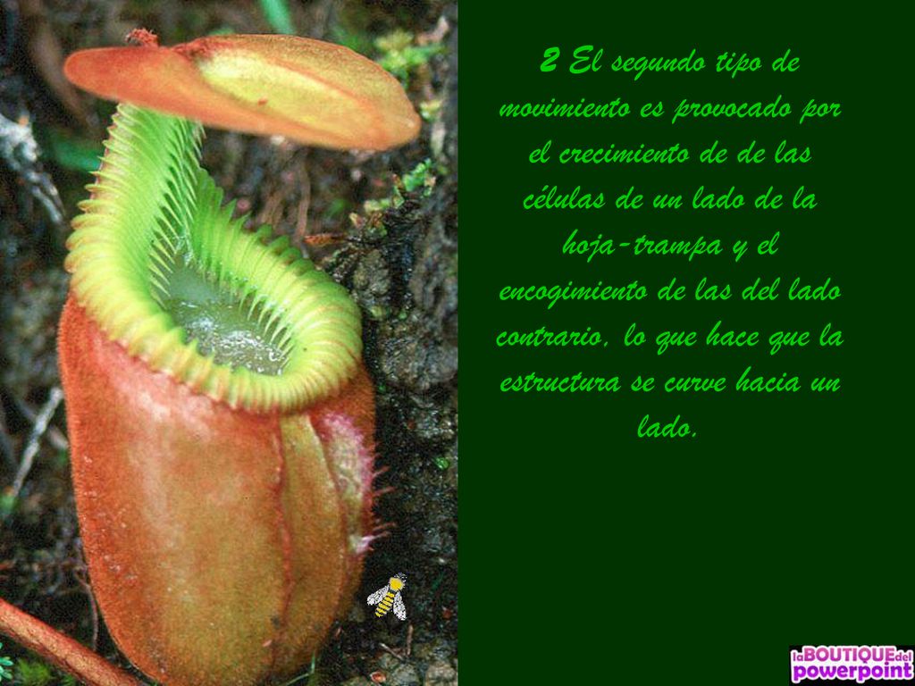 2 El segundo tipo de movimiento es provocado por el crecimiento de de las células de un lado de la hoja-trampa y el encogimiento de las del lado contrario, lo que hace que la estructura se curve hacia un lado.