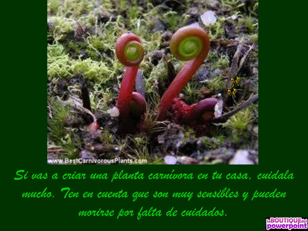 Si vas a criar una planta carnívora en tu casa, cuidala mucho