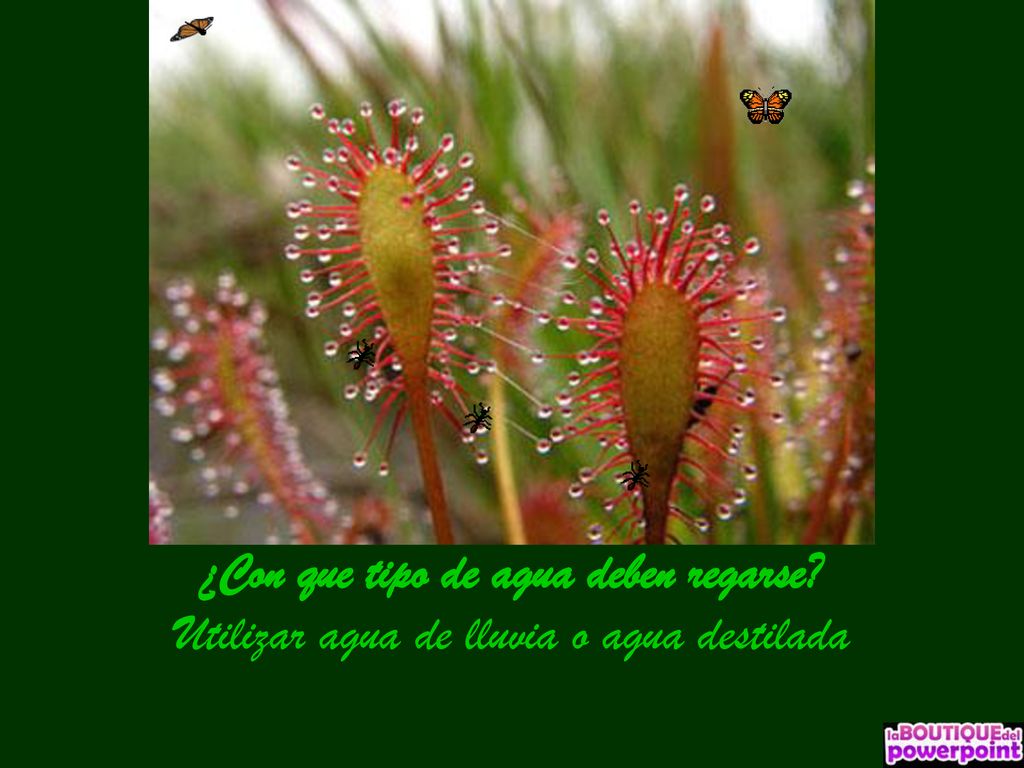 ¿Con que tipo de agua deben regarse