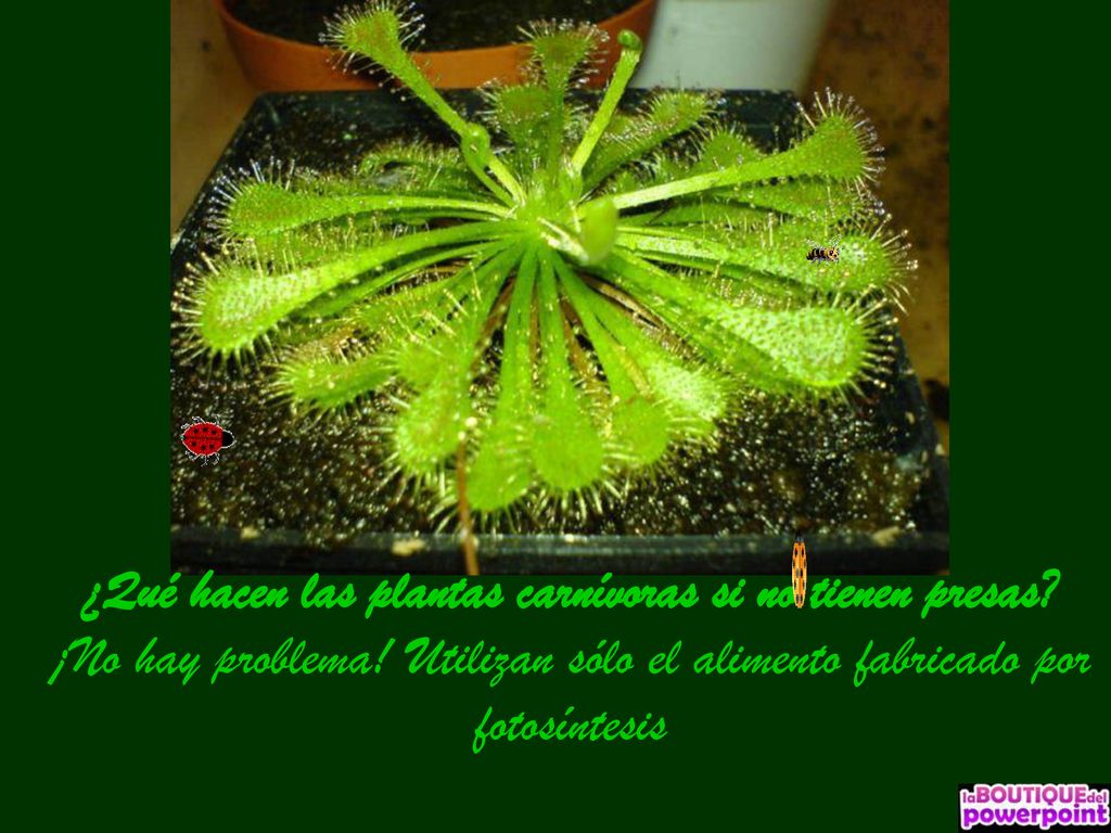 ¿Qué hacen las plantas carnívoras si no tienen presas.