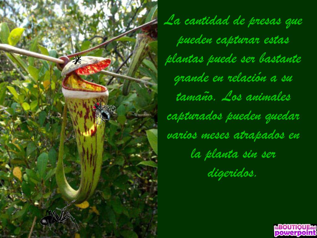 La cantidad de presas que pueden capturar estas plantas puede ser bastante grande en relación a su tamaño.