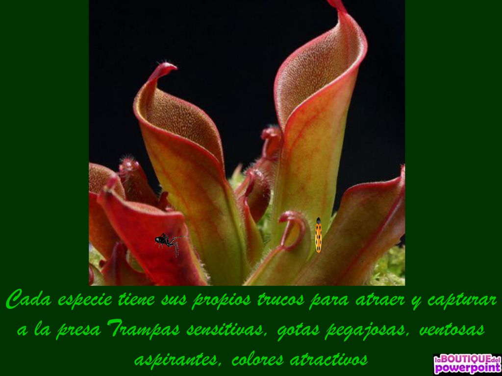 Cada especie tiene sus propios trucos para atraer y capturar a la presa Trampas sensitivas, gotas pegajosas, ventosas aspirantes, colores atractivos