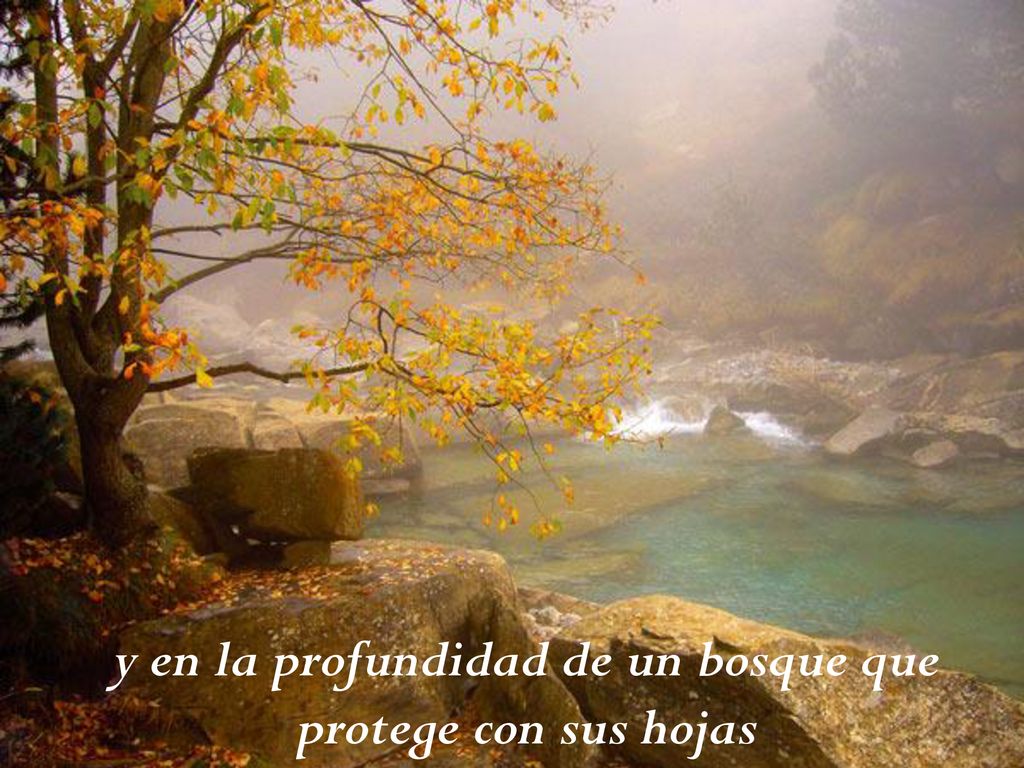 y en la profundidad de un bosque que protege con sus hojas