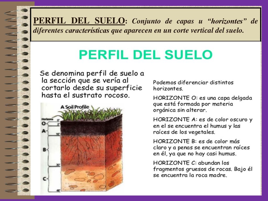 PERFIL DEL SUELO: Conjunto de capas u horizontes de diferentes características que aparecen en un corte vertical del suelo.