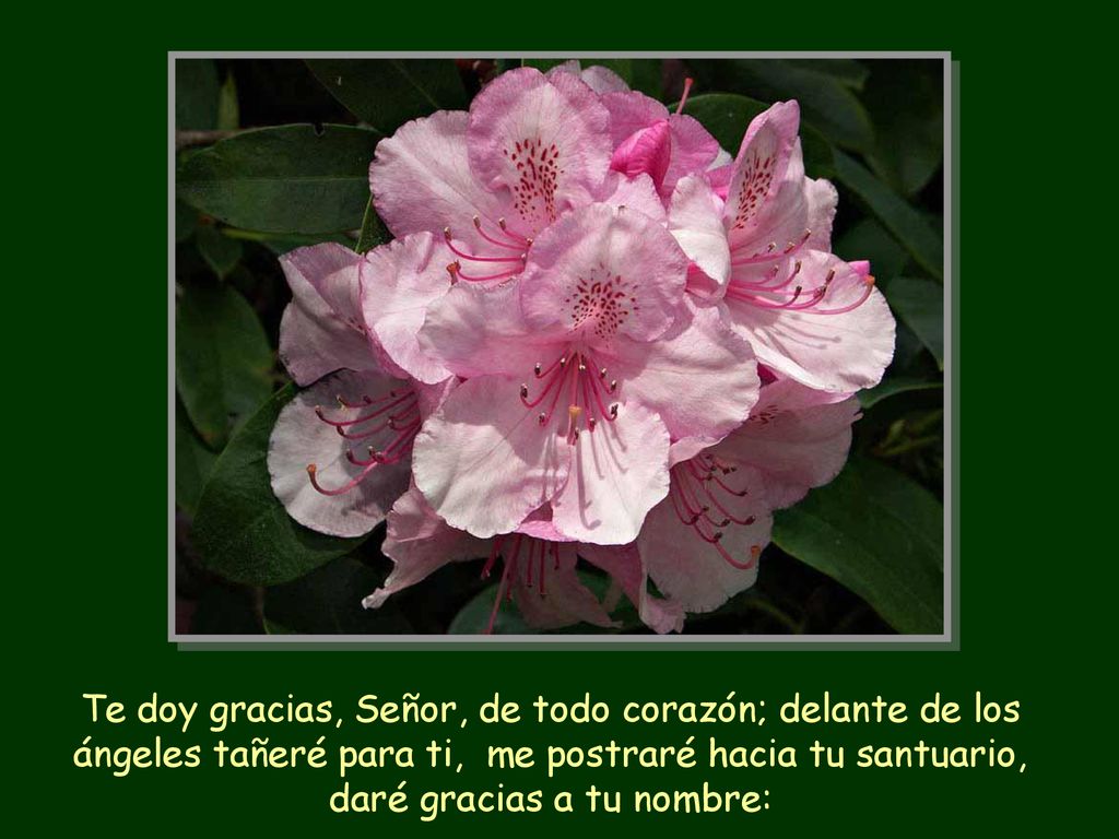 Te doy gracias, Señor, de todo corazón; delante de los ángeles tañeré para ti, me postraré hacia tu santuario, daré gracias a tu nombre: