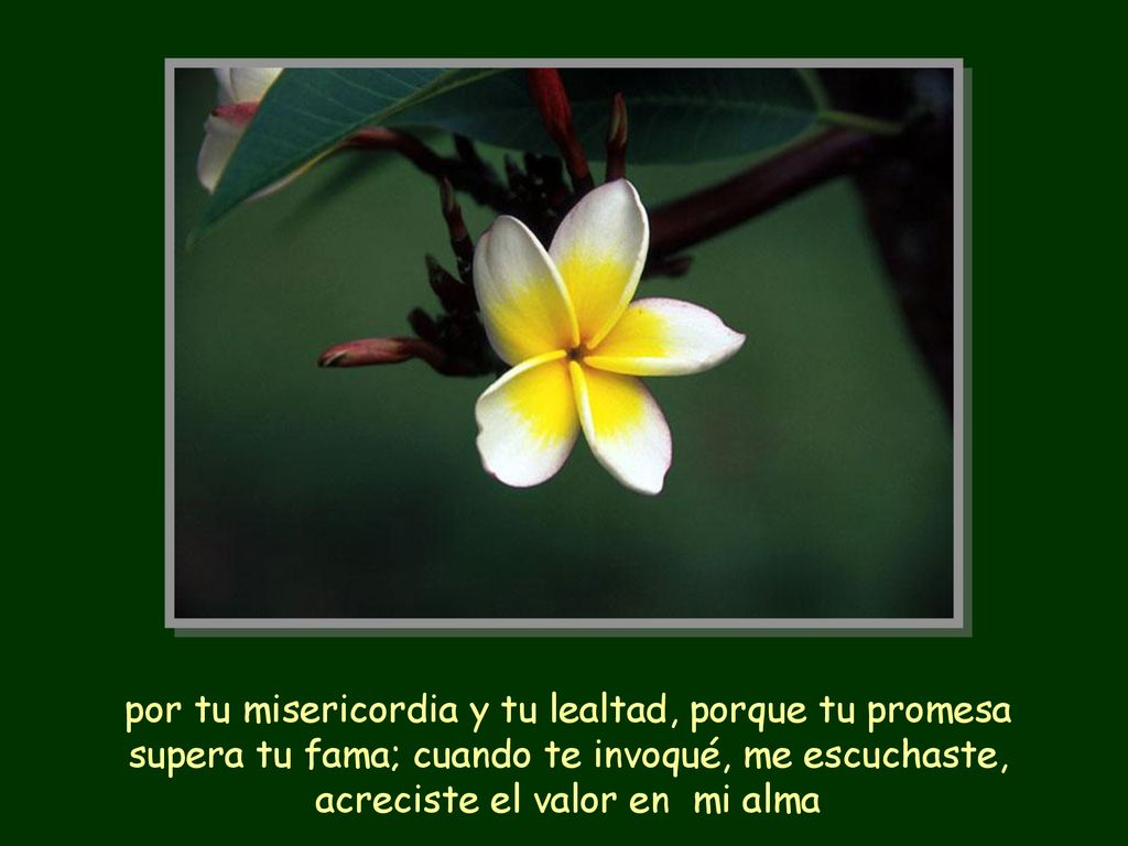 por tu misericordia y tu lealtad, porque tu promesa supera tu fama; cuando te invoqué, me escuchaste, acreciste el valor en mi alma