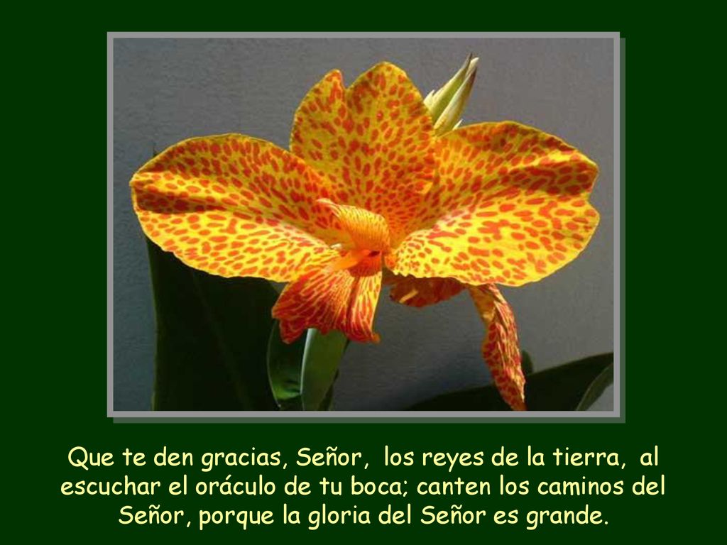 Que te den gracias, Señor, los reyes de la tierra, al escuchar el oráculo de tu boca; canten los caminos del Señor, porque la gloria del Señor es grande.