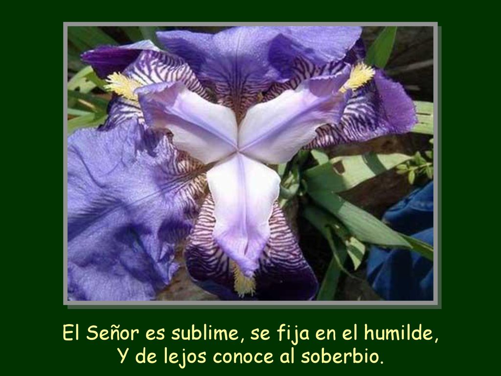 El Señor es sublime, se fija en el humilde,