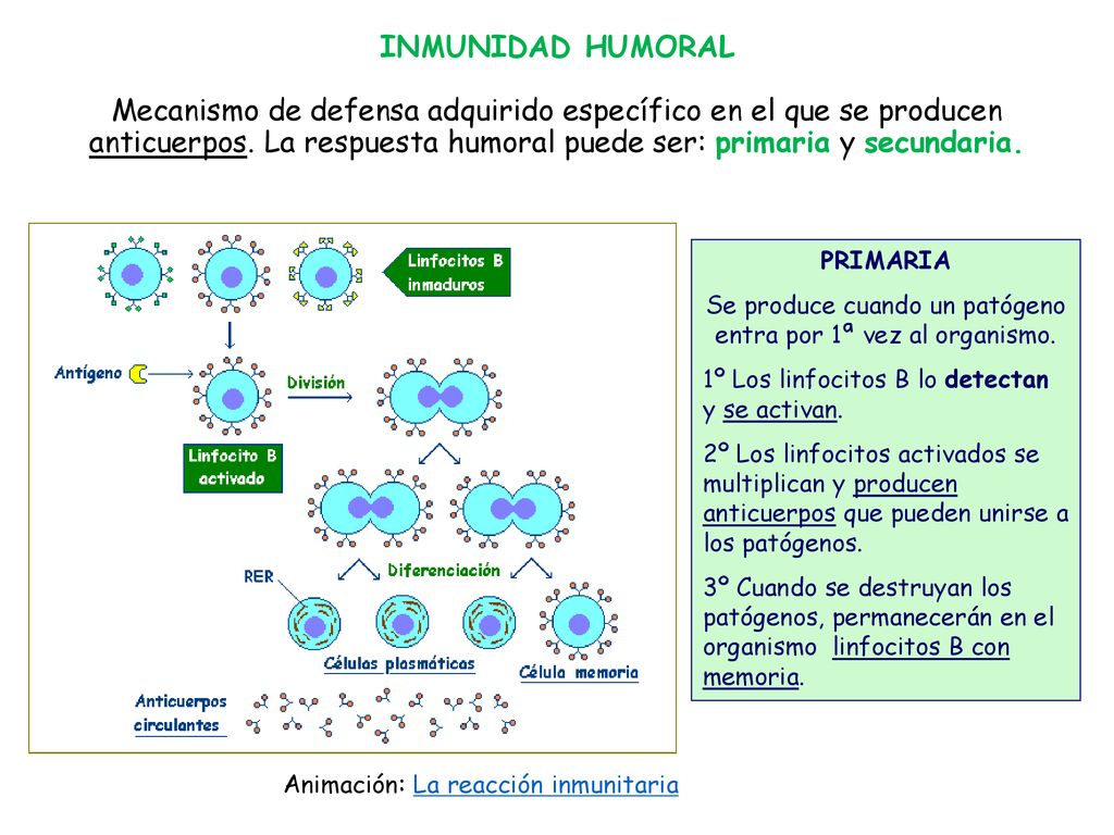 Se produce cuando un patógeno entra por 1ª vez al organismo.