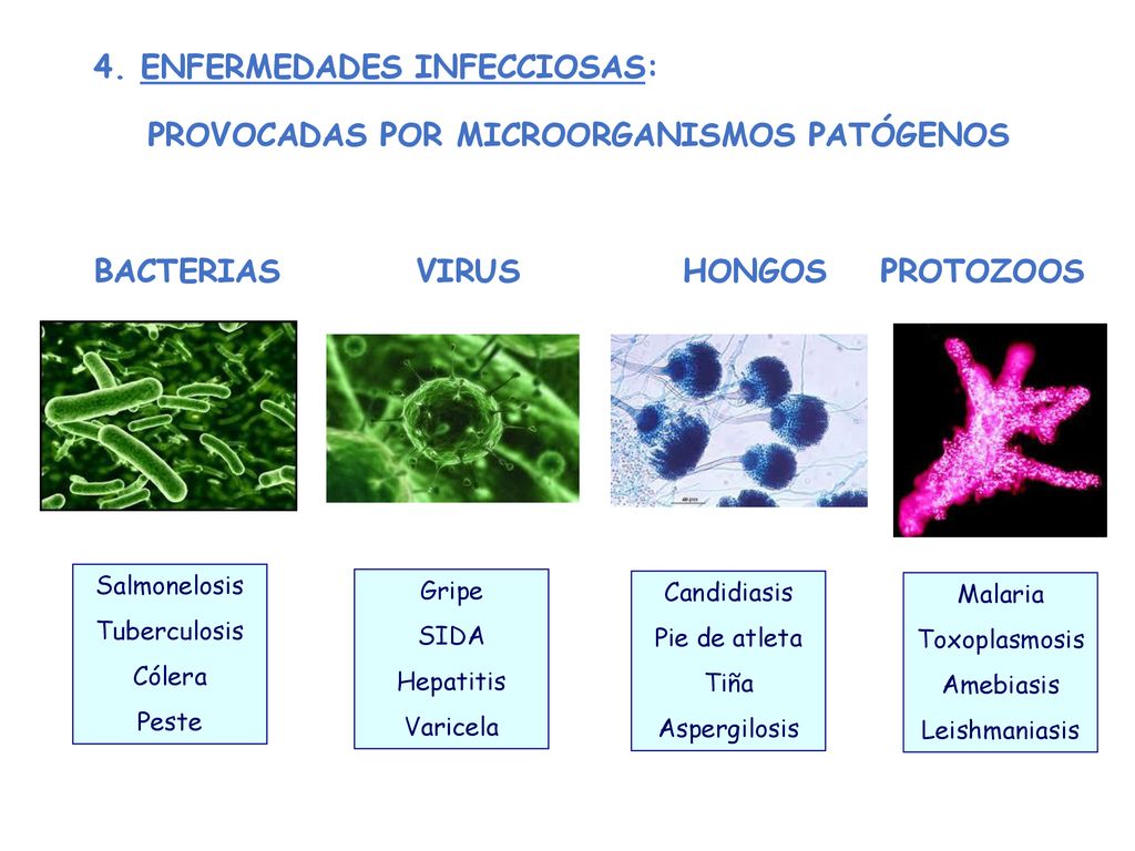 4. ENFERMEDADES INFECCIOSAS: PROVOCADAS POR MICROORGANISMOS PATÓGENOS BACTERIAS VIRUS HONGOS PROTOZOOS