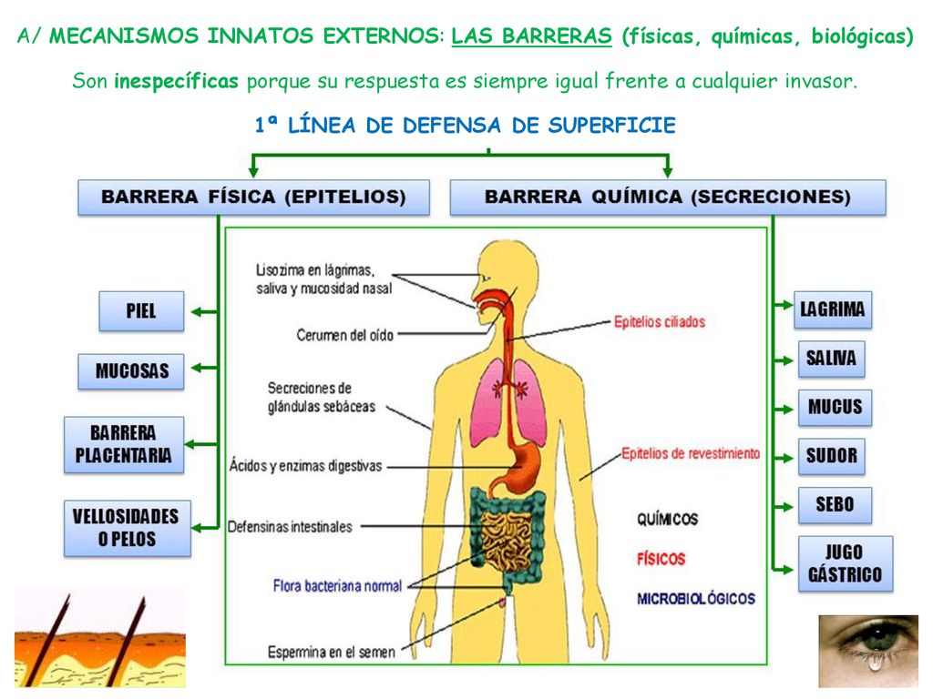 A/ MECANISMOS INNATOS EXTERNOS: LAS BARRERAS (físicas, químicas, biológicas) Son inespecíficas porque su respuesta es siempre igual frente a cualquier invasor.