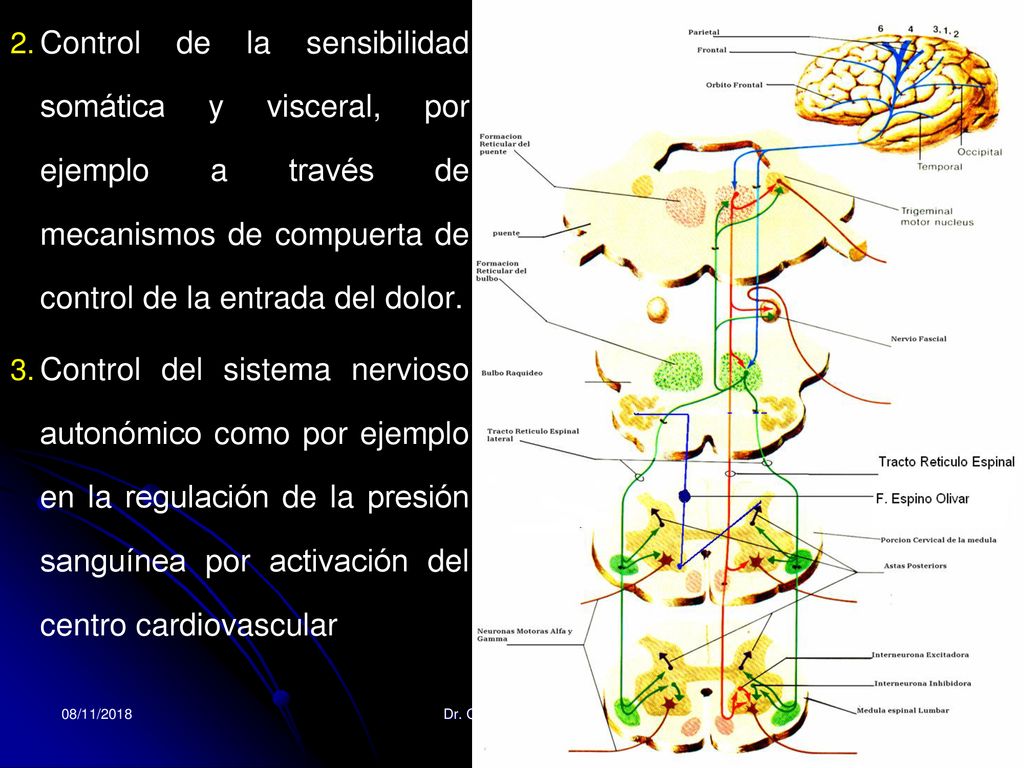 Control de la sensibilidad somática y visceral, por ejemplo a través de mecanismos de compuerta de control de la entrada del dolor.
