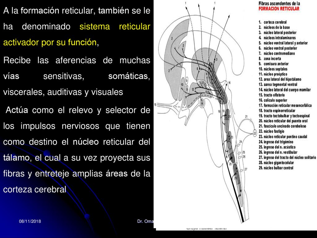 A la formación reticular, también se le ha denominado sistema reticular activador por su función,