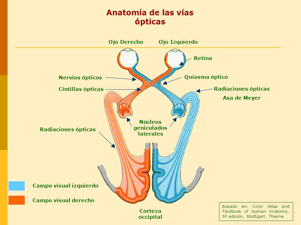 Split Brain: Historia de un cerebro dividido Anatom%C3%ADa+de+las+v%C3%ADas+ópticas+Núcleos+geniculados+laterales