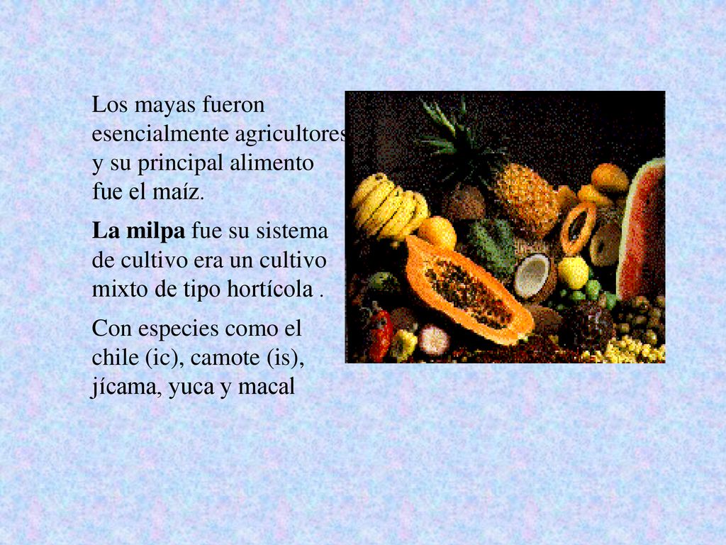 Los mayas fueron esencialmente agricultores y su principal alimento fue el maíz.