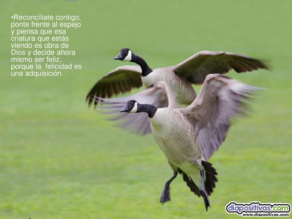 Reconcíliate contigo, ponte frente al espejo y piensa que esa criatura que estás viendo es obra de Dios y decide ahora mismo ser feliz, porque la felicidad es una adquisición.