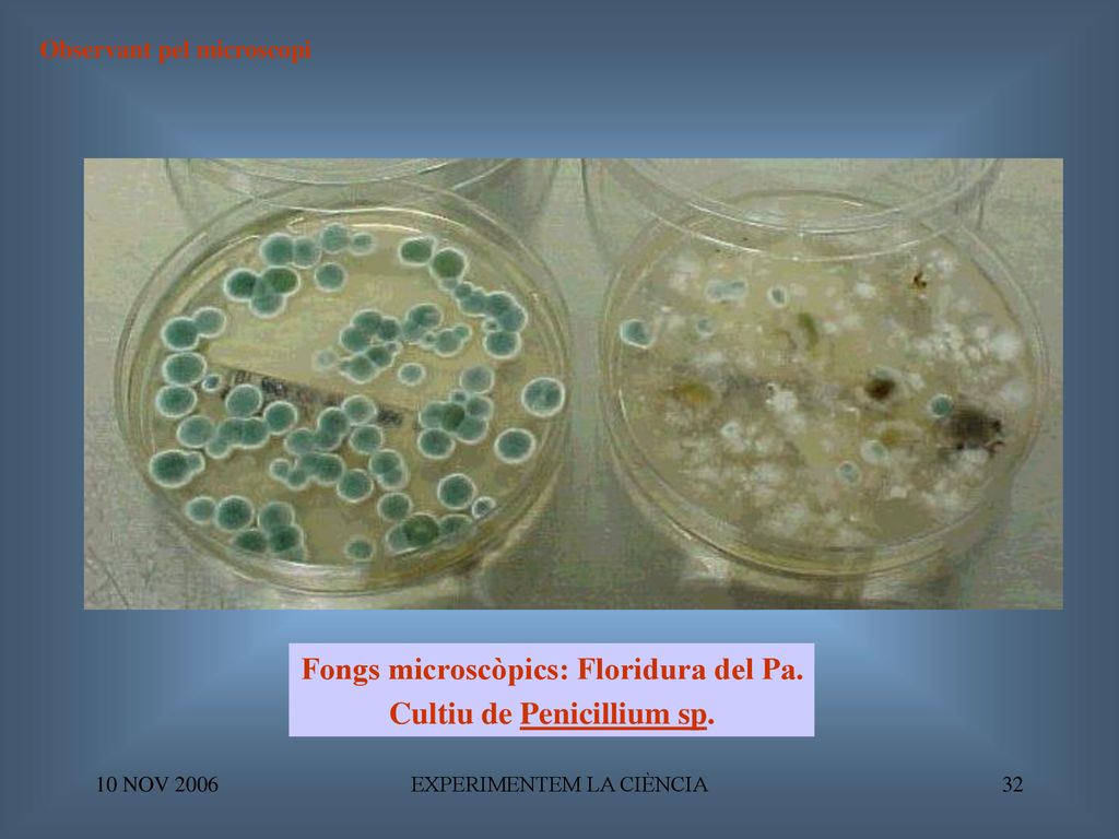 Fongs microscòpics: Floridura del Pa. Cultiu de Penicillium sp.