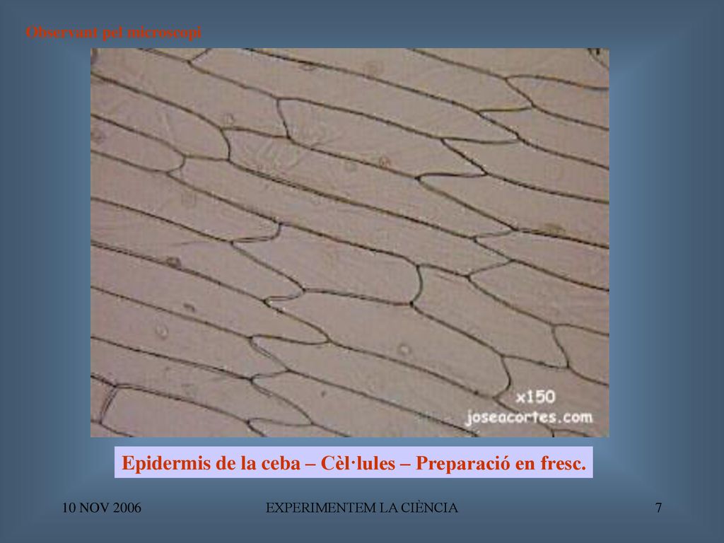 Epidermis de la ceba – Cèl·lules – Preparació en fresc.
