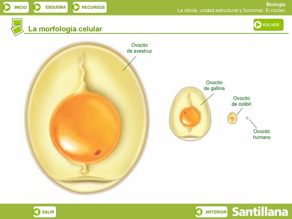 La morfología celular Ovocito de avestruz Ovocito de gallina