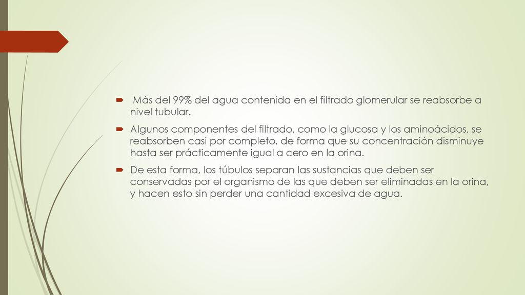 Más del 99% del agua contenida en el filtrado glomerular se reabsorbe a nivel tubular.
