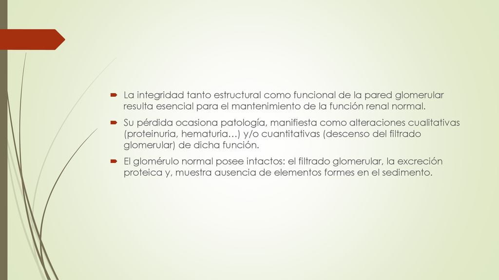 La integridad tanto estructural como funcional de la pared glomerular resulta esencial para el mantenimiento de la función renal normal.