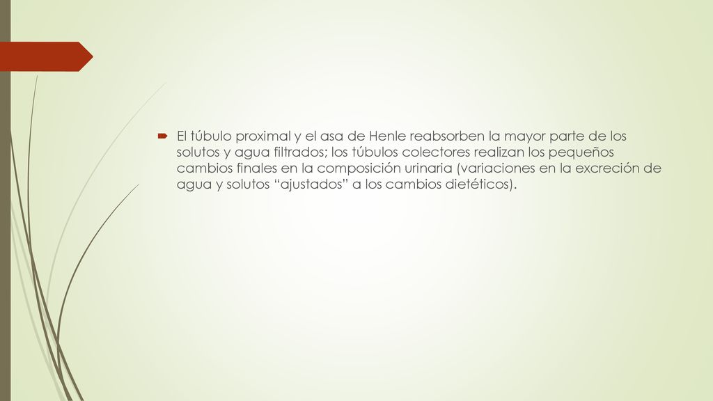 El túbulo proximal y el asa de Henle reabsorben la mayor parte de los solutos y agua filtrados; los túbulos colectores realizan los pequeños cambios finales en la composición urinaria (variaciones en la excreción de agua y solutos ajustados a los cambios dietéticos).