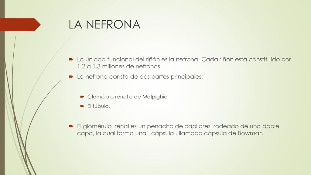 LA NEFRONA La unidad funcional del riñón es la nefrona. Cada riñón está constituido por 1.2 a 1.3 millones de nefronas.
