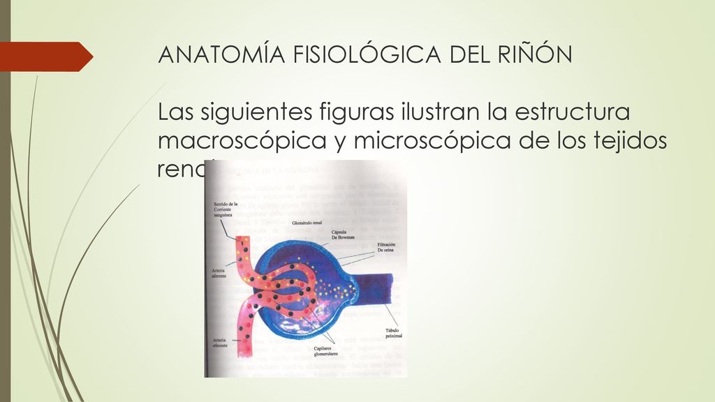 ANATOMÍA FISIOLÓGICA DEL RIÑÓN Las siguientes figuras ilustran la estructura macroscópica y microscópica de los tejidos renales.