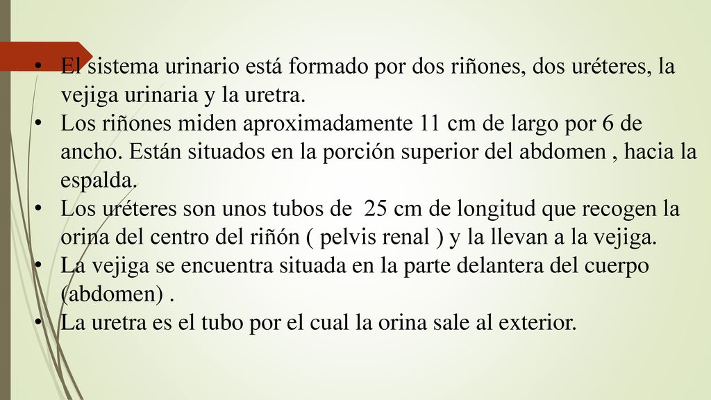 El sistema urinario está formado por dos riñones, dos uréteres, la vejiga urinaria y la uretra.