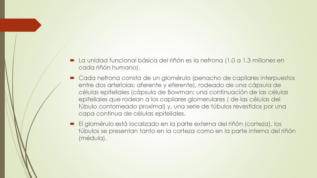 La unidad funcional básica del riñón es la nefrona (1. 0 a 1