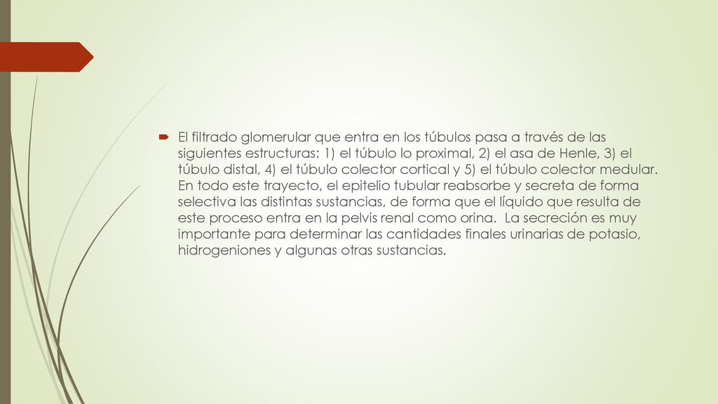 El filtrado glomerular que entra en los túbulos pasa a través de las siguientes estructuras: 1) el túbulo lo proximal, 2) el asa de Henle, 3) el túbulo distal, 4) el túbulo colector cortical y 5) el túbulo colector medular.