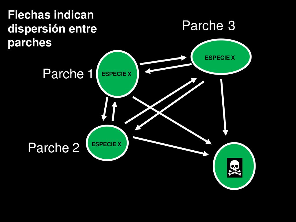 Parche 3 Parche 1 Parche 2 Flechas indican dispersión entre parches