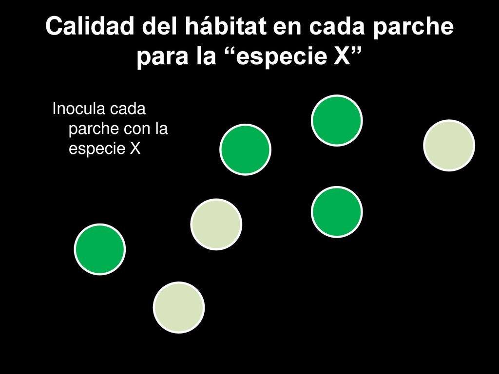 Calidad del hábitat en cada parche para la especie X