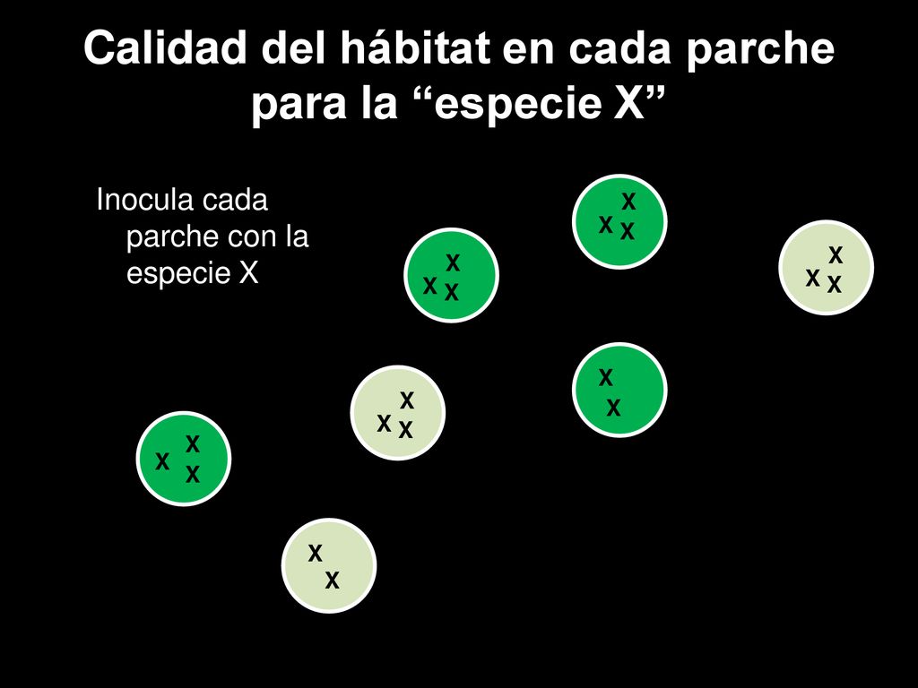 Calidad del hábitat en cada parche para la especie X