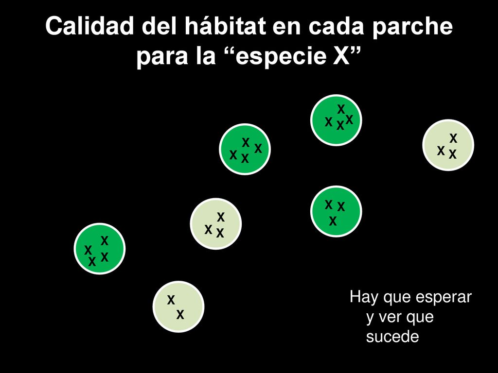 Calidad del hábitat en cada parche para la especie X