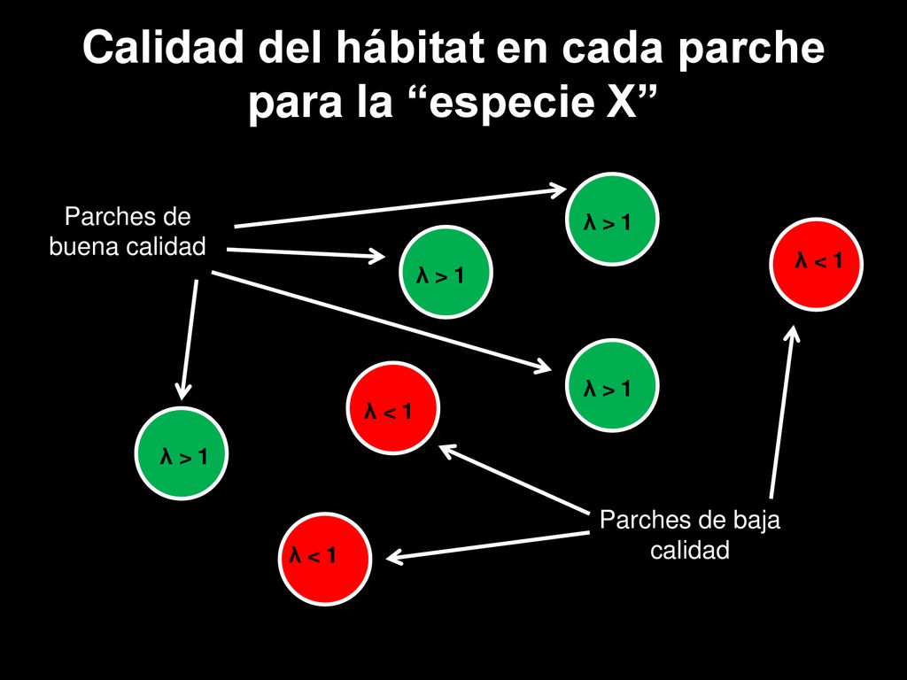 Calidad del hábitat en cada parche para la especie X