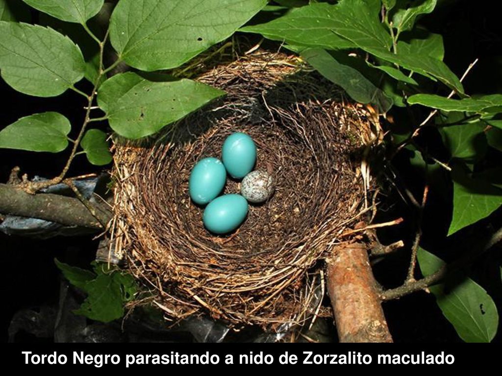 Tordo Negro parasitando a nido de Zorzalito maculado