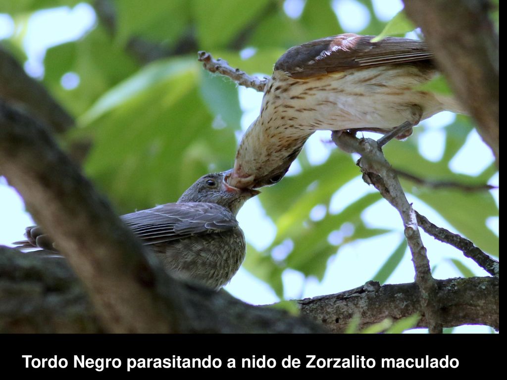 Tordo Negro parasitando a nido de Zorzalito maculado
