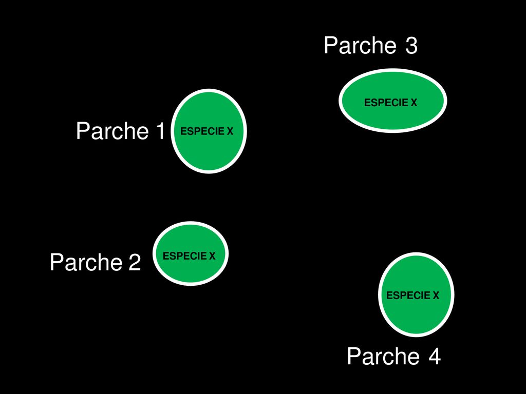 Parche 3 Parche 1 Parche 2 Parche 4 ESPECIE X ESPECIE X ESPECIE X