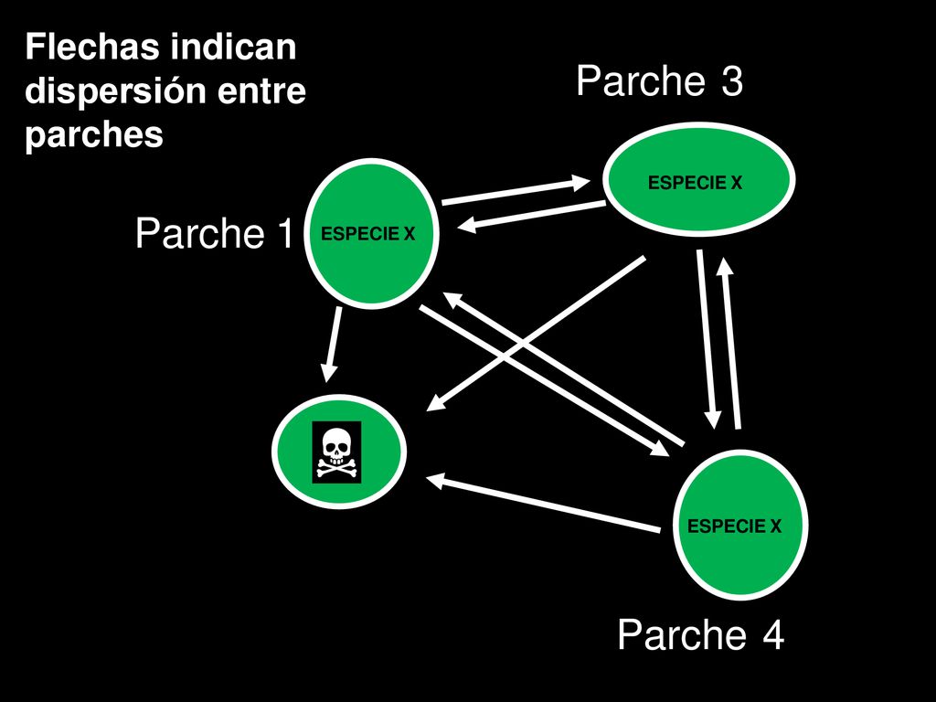 Parche 3 Parche 1 Parche 4 Flechas indican dispersión entre parches